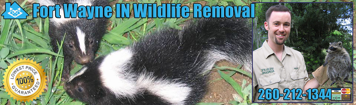 Fort Wayne Wildlife and Animal Removal